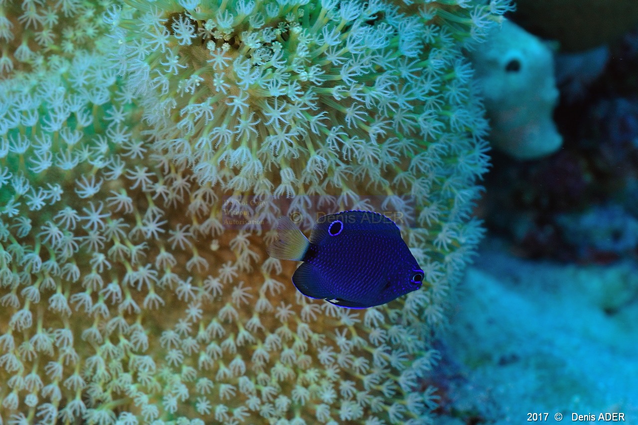 Pomacentrus albicaudatus Demoiselle a queue blanche juvenile bleu-Safaga Gamul kebir-13m-20171120-Denis-ADER-DSC_3032_tn.jpg